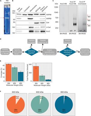 Isolation and Characterization of Multi-Protein Complexes Enriched in the K-Cl Co-transporter 2 From Brain Plasma Membranes